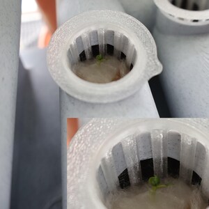 Peut inclure: Gros plan sur deux pots de plantes en plastique blanc avec une petite plante verte qui pousse dans chacun. Les pots ont un insert en maille noire et sont con&ccedil;us pour le jardinage hydroponique.
