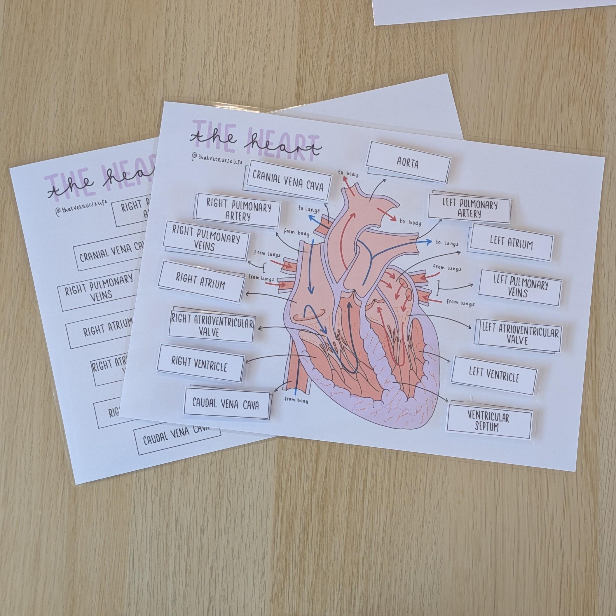 A4 the Heart Identification & Sorting Game for Veterinary Nurses ...
