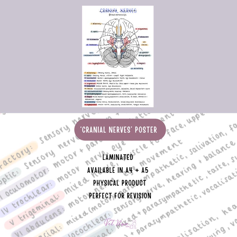 A4/A5 Cranial Nerves Illustrated Poster Veterinary Nervous System ...