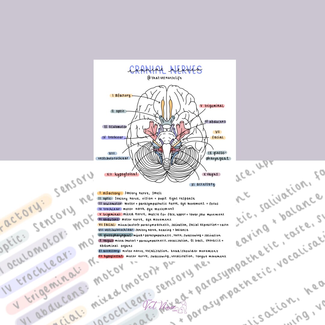 A4/A5 Cranial Nerves Illustrated Poster Veterinary Nervous System ...