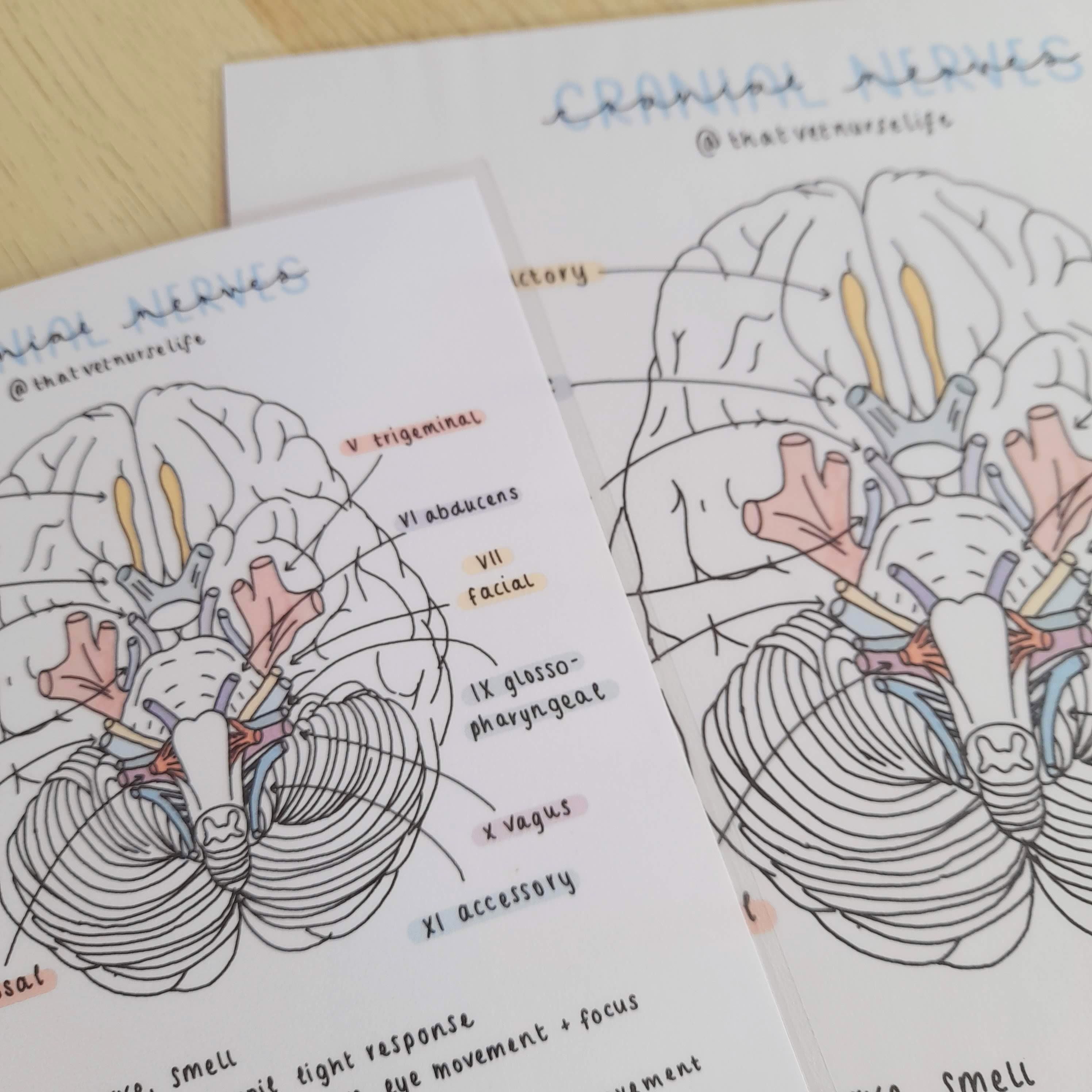 A4/A5 Cranial Nerves Illustrated Poster Veterinary Nervous System ...