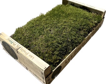 Natural flat vegetable moss