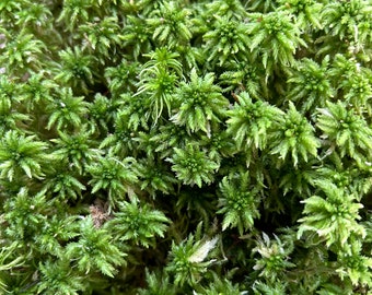 Musgo sphagnum vivo 6L origen FRANCIA