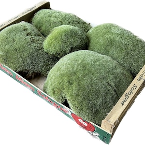 Pode incluir: Uma caixa de madeira cheia de vários tufos de musgo verde vibrante. O musgo tem uma aparência macia e texturizada. A caixa tem o texto "Miam Miam Sologne" impresso na lateral.