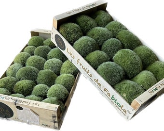 Musgo bola de planta natural