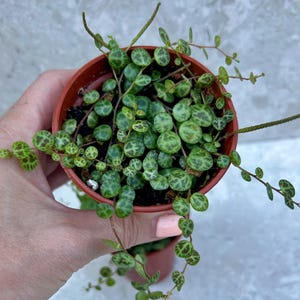 Rooted String of Turtles | Peperomia Prostrata | 7cm Pot