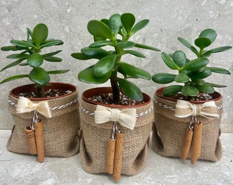 JADE PLANT in handmade basket | Crassula ovata | Houseplant | 10cm pot | Succulent Gift | Green Gift