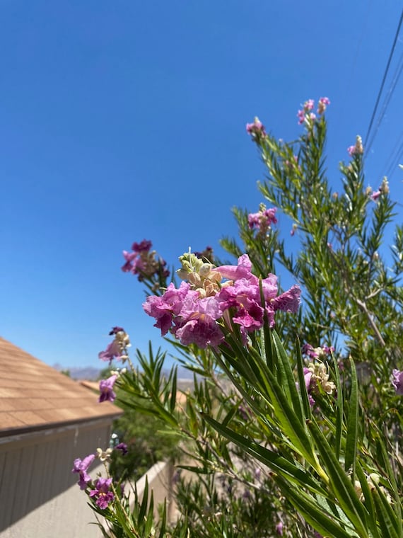 Purple Desert Willow Tree Seeds: Drought Tolerant Tree