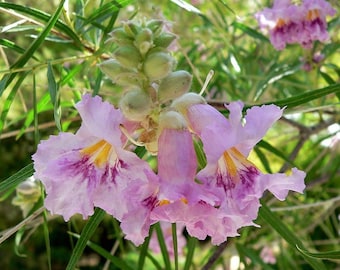 Pink Desert Willow Seeds, Drought Tolerant Tree