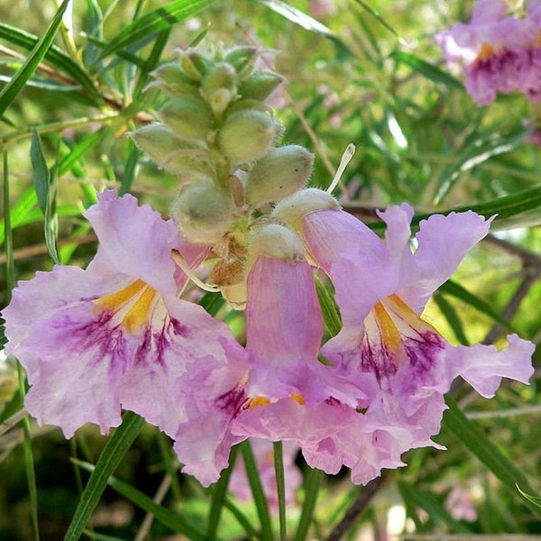 Desert Willow (Chilopsis linearis) Beautiful drought tolerant tree Pink / Wh