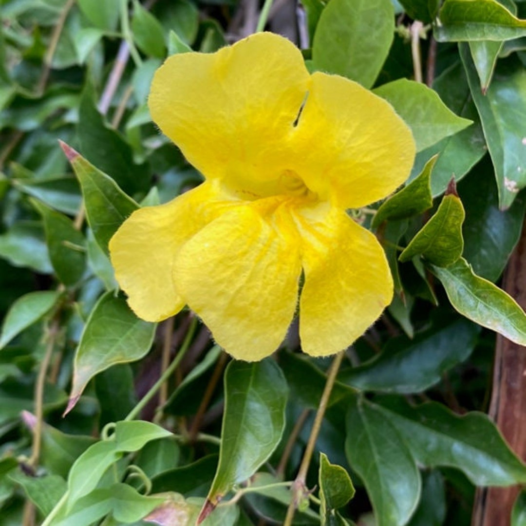 Catsclaw Yellow Trumpet Flower Vine Seeds Etsy