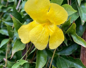 Cats-Claw yellow trumpet flower vine seeds
