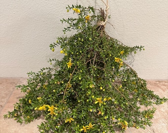 Creosote Bush Chaparral (Creosote, Larrea tridentata) large shower bundle