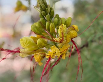 Yellow Bird of Paradise Seeds