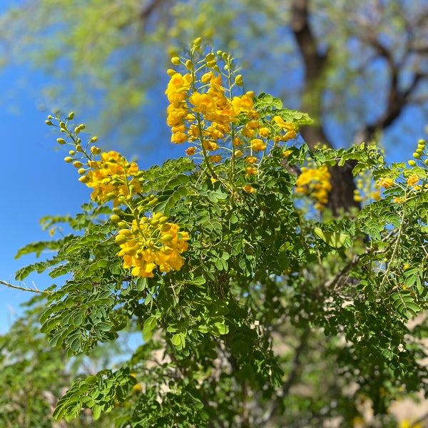 Yellow Mexican Bird of Paradise (Caesalpinia pulcherrima)