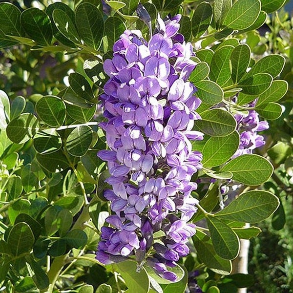 Texas Mountain Laurel Seeds Fragrant grape soda flowers!