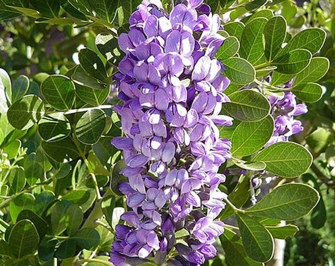 Sophora Secundiflora mountain Laurel Live Plant Seedling Grown Tree