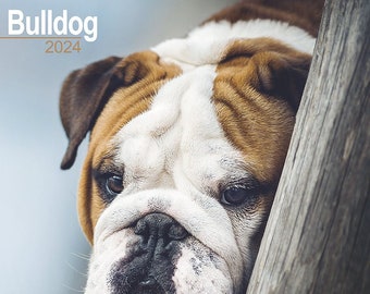 Trending Eggnog the Bulldog 2024 Wall Calendar Etsy