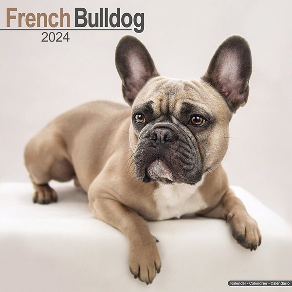 French Bulldog Calendar 2024