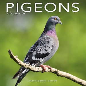 Pigeons Calendar 2024