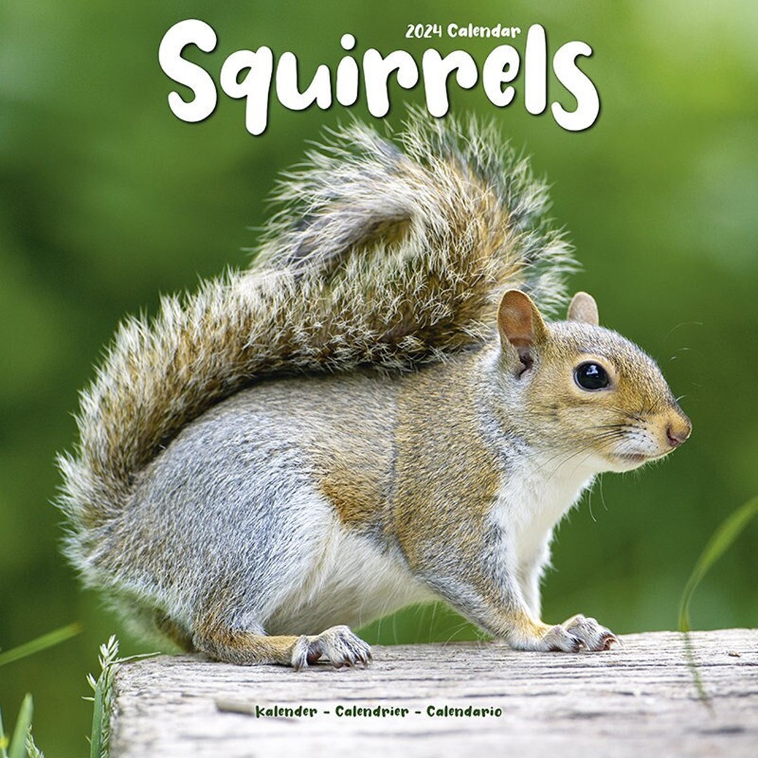 Squirrels Calendar 2024 Etsy