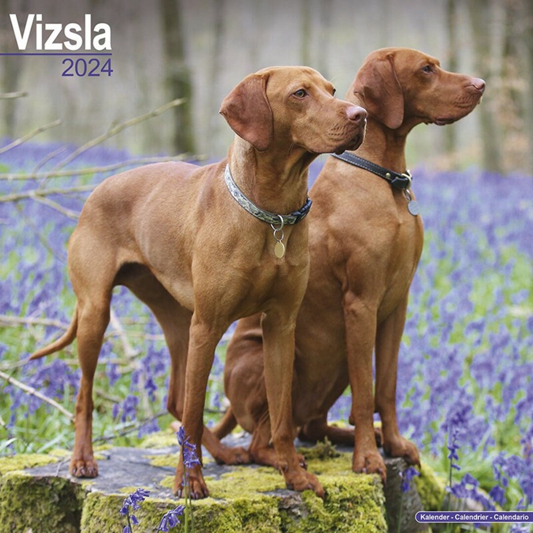 Vizsla Calendar 2024 Etsy