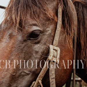 Livestock/Cattle/Western Photography