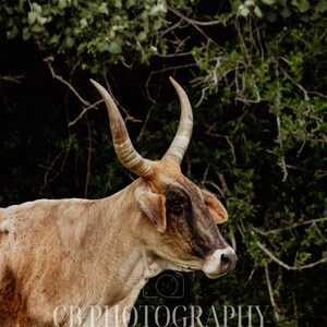 Livestock/Cattle/Western Photography