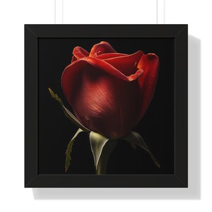 Red Rose Flower Framed Poster, Farmhouse Wall Decor, First Anniversary Gift for Wife, Mother&#39;s Day Gift, Nature Wall Art, Girlfriend Gift
