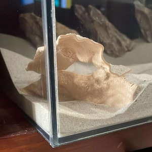 May include: A close-up of a beige, textured, organic material inside a clear glass tank. The material is shaped like a curved archway and is surrounded by white sand.