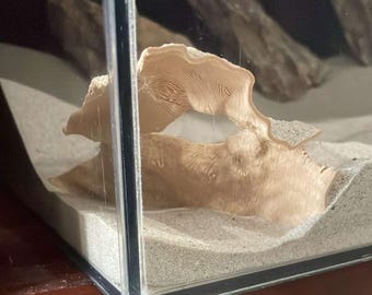 May include: A close-up of a beige, textured, organic material inside a clear glass tank. The material is shaped like a curved archway and is surrounded by white sand.