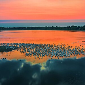 Riunione di pellicani, uccello, lago, ninfea, palude, pellicano, stagno, la bella vita, UTA, fauna selvatica, nuvole, paesaggio, natura, tramonto, acqua