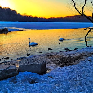 Parade of Swans,God,Light,Nature,Outdoor,Sky,Trees,Trumpeter Swan,UTA,Wildlife,Frozen,landscape,morning,snow,sunrise,sunset,water,winter