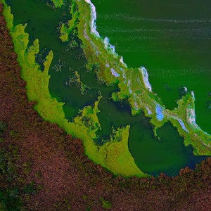 Peltier Lake, Cattails, Light, gifts for, Trees, UTA, UPTHEREAGAIN, Algae, Landscape, Sunrise, water, House Warming Gift, Wall Art