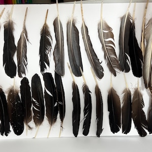 Plumas de Tiñosa - Vulture Feathers