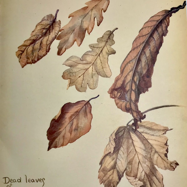 Vintage Botanical Prints (No.4) - Dead Leaves of Elm Oak