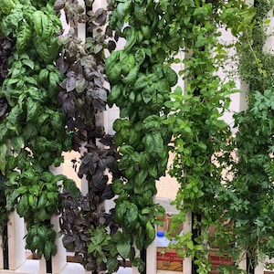 12 Grams of Artisan Quality Hydroponic Basil, Organic, Small Batch, Support Local Food Security
