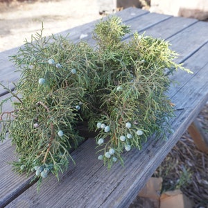 California Juniper Branches W/ Cones