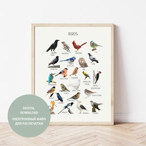 Póster educativo de aves, impresión de aves comunes, arte de pared imprimible, decoración de educación en el hogar Montessori, decoración de aulas naturales, DESCARGA DIGITAL