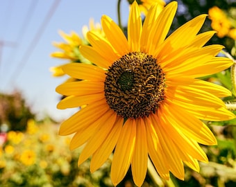 May include: A bright yellow sunflower with a dark brown center, in focus, against a blurred background of other sunflowers and a blue sky.