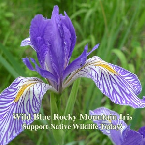 May include: A close-up of a wild blue Rocky Mountain iris with white and yellow stripes on the petals. The text "Wild Blue Rocky Mountain Iris Support Native Wildlife Today!" is at the bottom of the image.