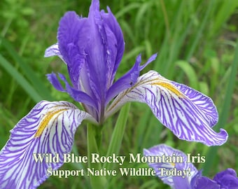 Wild Blue Rocky Mountain Iris Seeds - California Wildflower - Iris missouriensis - Protect Biodiversity Today! Perennial Rhizome