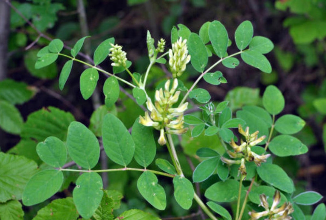 Wild Licorice Seeds California Native Flower Glycyrrhiza Etsy