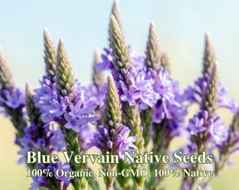 Peut inclure: Gros plan sur des fleurs de verveine bleue violettes. Le texte "Blue Vervain Native Seeds 100% Organic, Non-GMO, 100% Native" est en bas de l'image.