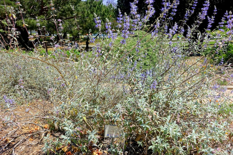 Cleveland Sage California Native Seeds Salvia Clevelandii Pollinator cleveland-sage-california-native-seeds-salvia-clevelandii-pollinator