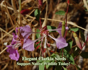 Elegant Clarkia Seeds California Native Flower Clarkia Unguiculata Drought Tolerant Wildflower Seeds for Sustainable Garden Landscapes