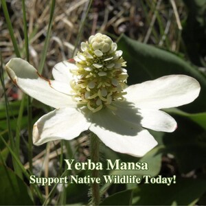 May include: A close-up of a white flower with a cluster of small, green and white flowers in the center. The flower is surrounded by green grass and leaves. The text "Yerba Mansa Support Native Wildlife Today!" is written below the flower.