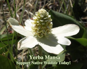 California False Hellbore Seeds| Veratrum Californicum Var. Californicum|california  Native Plant Seeds|southwestern Native Wildflowers|gifts - Etsy