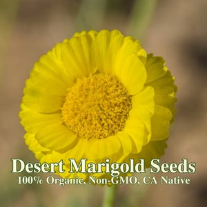 Desert Marigold Seeds for Xeriscaping California Native Baileya multiradiata Drought Tolerant Wild Flowers for Desert Garden
