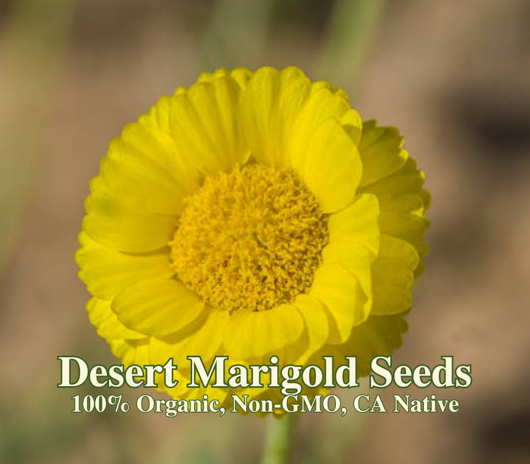 Desert Marigold Seeds for Xeriscaping California Native Baileya  Multiradiata Drought Tolerant Wild Flowers for Desert Garden - Etsy